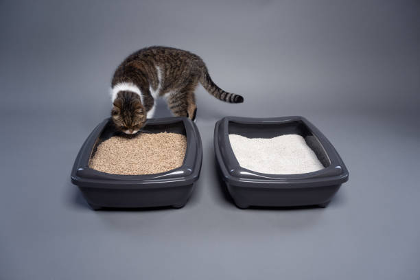 How to Train Your Cat to Use a Litter Box