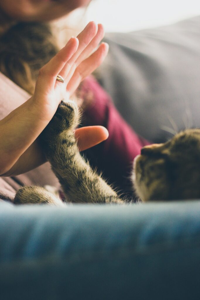 How to Train Your Feline Friend to Perform the Pawfect High-Five